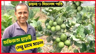 China 3 Seedless lemon farming চায়না ৩ সিডলেস পাতি লেবু চাষের পদ্ধতি বারোমাসি পাতি লেবু চাষ