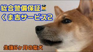 【生後6ヶ月】まだまだ新米な自宅警備員の犬。