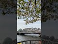 隅田川　白鬚橋　桜　✿　南千住ガスタンク　☆　2022年 4月2日 土 　アイホン　iphone se