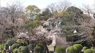 Cherry blossoms in full bloom in Tokyo, Japan