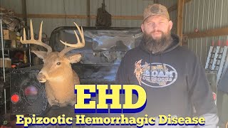 EHD (Epizootic Hemorrhagic Disease) | KOAM Outdoors Strategies