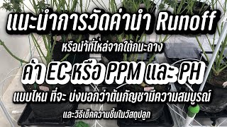 แนะนำวิธีการวัดค่านำ้ Runoff ค่าแบบไหน ที่จะบ่งบอกว่าต้นกัญชา สมบูรณ์ #Marshydro