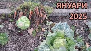 Градината в средата на януари 2025 - Tony's permaculture garden