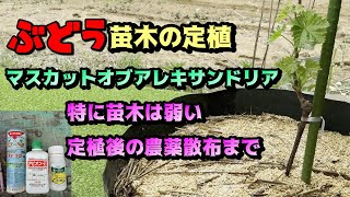 2200円激安接木苗は無事か？ぶどう苗木定植。マスカットオブアレキサンドリアで解説。ブドウ防除農薬散布も。肥料も。家庭菜園葡萄栽培です(*'ω'*)