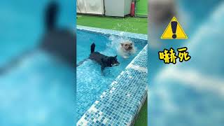 #香港放狗 /They swim for the first time/妮妮和 Butter 第一次游水/柴犬與法鬥/ Shiba inu and Frenchie