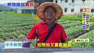 20200907中天新聞　九月雪多出黃凹洞！　韭菜花遭踐踏　農民氣哭