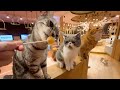 So Cute!!! Visiting a large Japanese cat cafe in Nagoya 🐈 🥤 CAT CAFE MOCHA