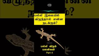 பல்லி இமையில் விழுந்தால் இது நடக்கும்!  | Palli vilum palan in Tamil | Intamizh | #shorts