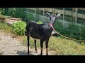 【愛知ヤギ農場】メスヤギの発情　蘭ちゃん編　cute goat