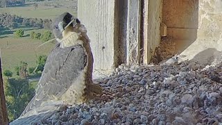 FalconCam Project | Indigo straggle to remove grass | Dec 4, 2022