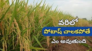 వరిలో పోటాష్ చాలకపోతే ఎం అవుతుంది | Potash fertilizer in paddy @Agrimentor