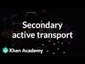 Electrochemical gradients and secondary active transport | Khan Academy