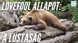 Lovefool állapot: a lustaság - Életkérdések