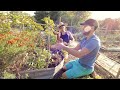 Sweet Potato Harvest