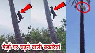 पेड़ पर चढ़ने वाली बकरियां | mountain goats climbing | Tree-climbing goats in Morocco's argan forest