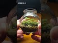 苔テラリウムを作って4ヶ月半経ちました　it s been 4 and a half months since i made it　　　 shorts terrarium 苔テラリウム