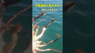 伊勢海老が釣れます #Shorts