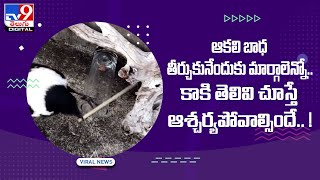 Viral Video : కలి బాధ తీర్చుకునేందుకు మార్గాలెన్నో.. కాకి తెలివి చూస్తే ఆశ్చర్యపోవాల్సిందే.. ! - TV9