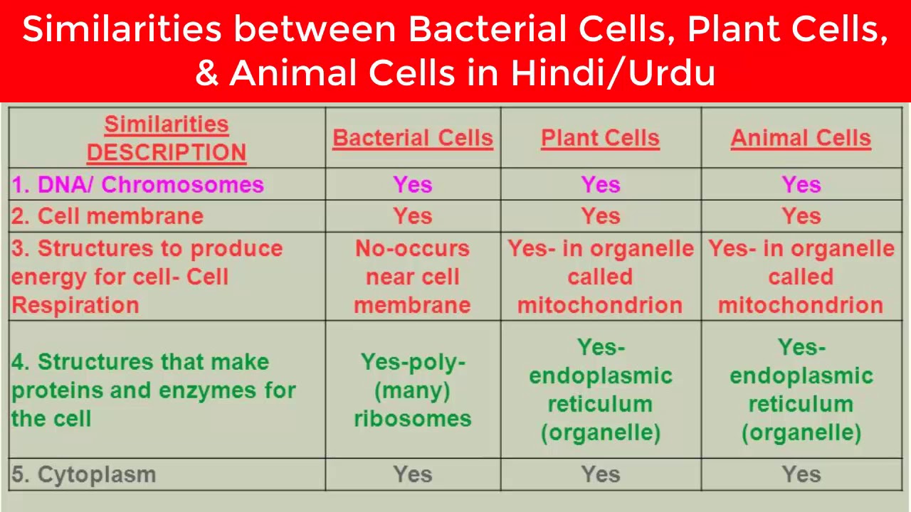 5 Major Differences Between Animal Cell And Plant Cell