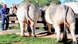 Huge Cow Farm - How to Transport Millions Huge Cow - Modern Export Technology