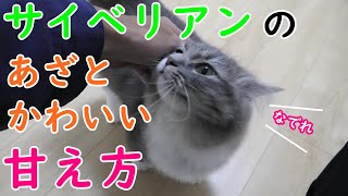 サイベリアンは頭の良い猫なので、甘え方もあざとかわいい...／A kitten that is spoiled and never leaves【サイベリアンのラフィ#52】