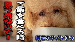 【犬の豆知識】犬の病気サイン３選！！ご飯を食べる時は見つめないで！