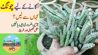 اُگانے کے لئے چونگ کہاں سے لیں/ How to get Caralluma for plantation