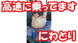 🐔💨高速に乗ってます にわとり A chicken on the highway 【鶏 オムツ 鳥 おむつ ペット ニワトリ】