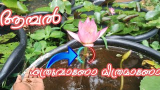 ആമ്പൽ പരിപാലനം മലയാളം | Waterlily collection | waterlily potting | Waterplants collection