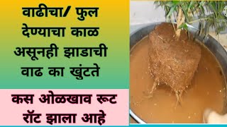 झाडाची वाढ होत नाही | माझी बाग 149 | majhi baag | root rot treatment | root rot solutions | रूट रॉट