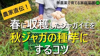 【秋ジャガイモ】品種選びと春ジャガイモを種芋にする時の注意点【有機農家直伝！無農薬で育てる家庭菜園】　22/8/27