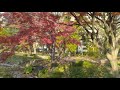 日比谷公園の紅葉2 2020年12月