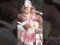 pineapple Red Factor conure hand feed chick in Madurai pet shop bird parrot farm kennel Tamilnadu