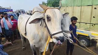 biggest cow santhipuram Weekly sunday sheep market Andhra Pradesh