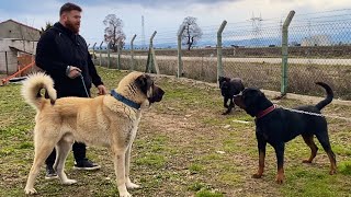 MARLA DEV ÇOBAN KÖPEĞİ DAYI’YA DALDI ORTALIK KARIŞTI!