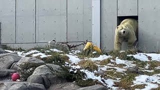 20241202:今日の円山動物園