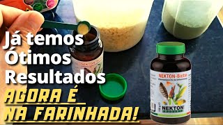 NEKTON biotin, por aqui ÓTIMOS resultados na MUDA dos coleiros!