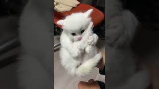 Cute Kitten Curling Up in a Ball, Hilarious and Adorable