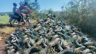 Unique fishing by means of a motorbike and catching lots of fish on the road