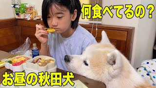 秋田犬そうすけの願いお昼です・何食べてるの？少しくださいな♪【VLOG】