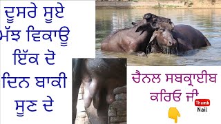 ਦੂਸਰੇ ਸੂਏ ਇਕ ਦੋ ਦਿਨ ਬਾਕੀ ਸੂਣ ਦੇ ਝੋਟੀ ਵਿਕਾਊ ll 9812327747 ll ਹੋਰ ਵੀਡਿਓ ਲਈ ਚੈਨਲ ਨੂੰ ਕਰੋ ਸਬਸਕ੍ਰਾਈਬ ਜੀ