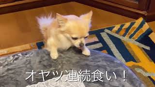 【ちょいワル犬ルーク】おとぼけルーク(フルバージョン)【やんちゃなチワワ】