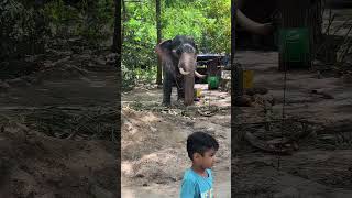 ഗുരുവായൂരപ്പൻ ന്റയ് കളി കൂട്ടുകാരൻ #krishna #guruvayoor #guruvayoorappan #elephants #kerala #shorts