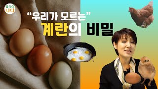 건강로그 [EP.15] 우리가 모르는 계란의 비밀 : 계란선택이 건강에 중요한 이유