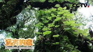 《远方的家》云南哀牢山国家级自然保护区 哀牢山——大自然的博物馆 20190222 | CCTV中文国际