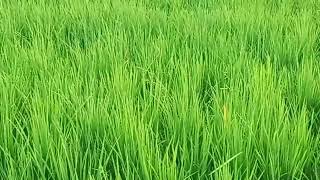 melihat hamparan sawah