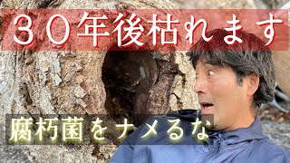 その庭木枯れますよ【腐朽菌】幹の内部が大変な事に【庭木腐る】枯れる