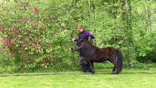 McTimoney Animal Association members and their horses...