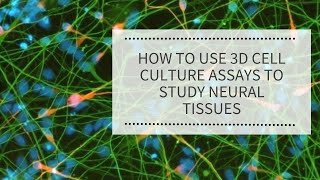 How to use 3D Cell Culture Assays to Study Neural Tissues | REPROCELL (Alevtex)
