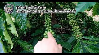 Trái cà phê chuẩn bị thì có nên bón phân và tưới nước hay không?#phuongthuongfarm